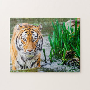beautiful Tiger Puzzle ジグソーパズル