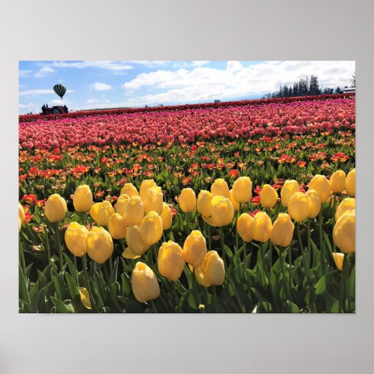 Beautiful Tulip Field with Hot Air Balloon, Oregon ポスター (正面)