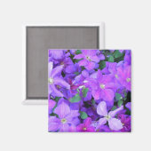Beautiful Violet Clematis マグネット (正面/裏面)