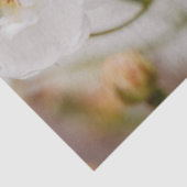 Beautiful White Korbin Roses Close-Up Photograph 薄葉紙 (詳細)