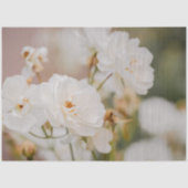 Beautiful White Korbin Roses Close-Up Photograph 薄葉紙 (正面)