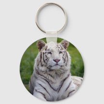 Beautiful White Tiger Photo