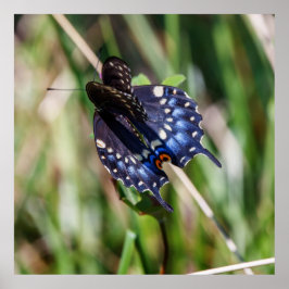 Beautiful Wings ポスター