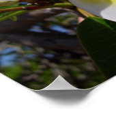 Beautiful yellow-white Plumeria flower ポスター (角)