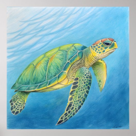 Beauty of the turtle ポスター (正面)