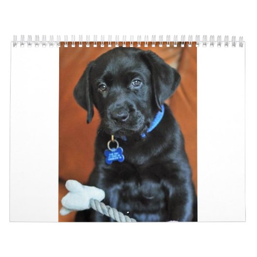 beauty-the-labrador-retriever_42196_2010-02-24_w45 カレンダー (カバー)
