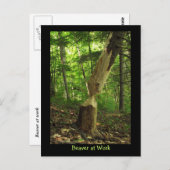 Beaver at Work ポストカード (正面/裏面)