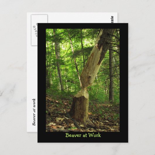 Beaver at Work ポストカード (正面/裏面)