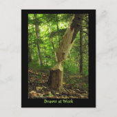 Beaver at Work ポストカード (正面)