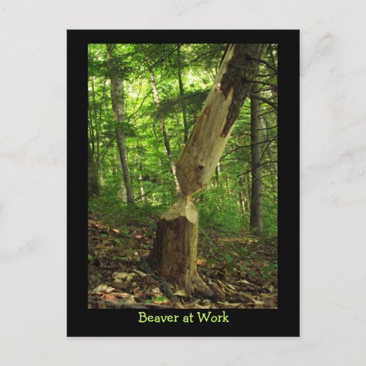 Beaver at Work ポストカード (正面)
