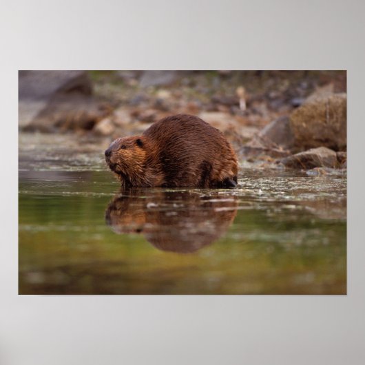 beaver, Castor canadensis, goes for a swim ポスター (正面)