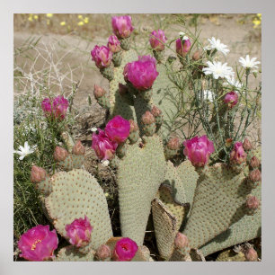 Beavertail Cactus ポスター