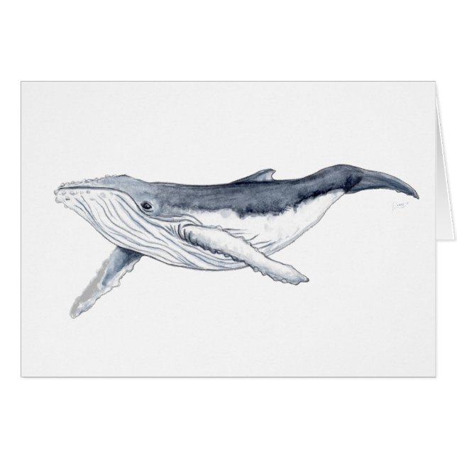 Bebe ballena yubarta (正面横)