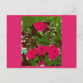 Bed of Roses  ポストカード (正面)