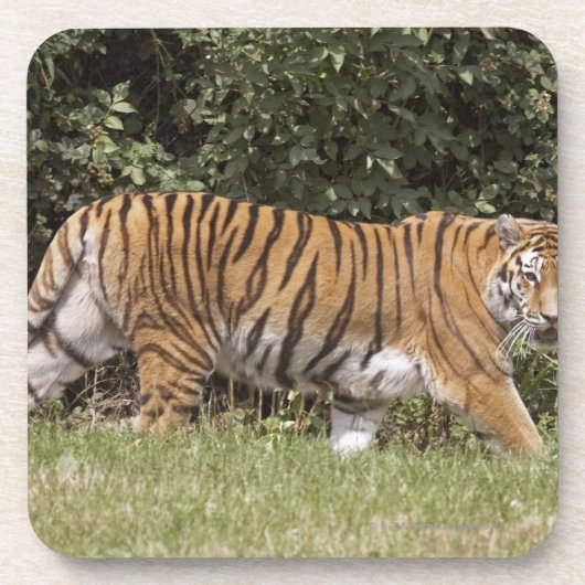 Bedfordshire、イギリス2 コースター (正面)