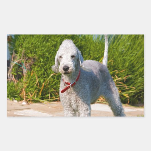 bedlington-terrier-full.png 長方形シール (正面)