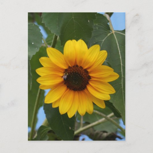 Beeのための朝食!! ポストカード (正面)