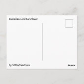 Bee and Coneflower ポストカード (裏面)