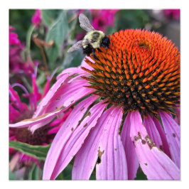 Bee and Coneflower Photo Enlargement フォトプリント