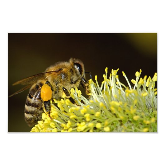 Bee at Work フォトプリント (正面)