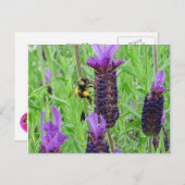 Bee Awareはがき ポストカード (正面/裏面)