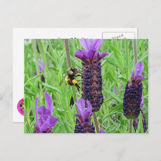 Bee Awareはがき ポストカード (正面/裏面)