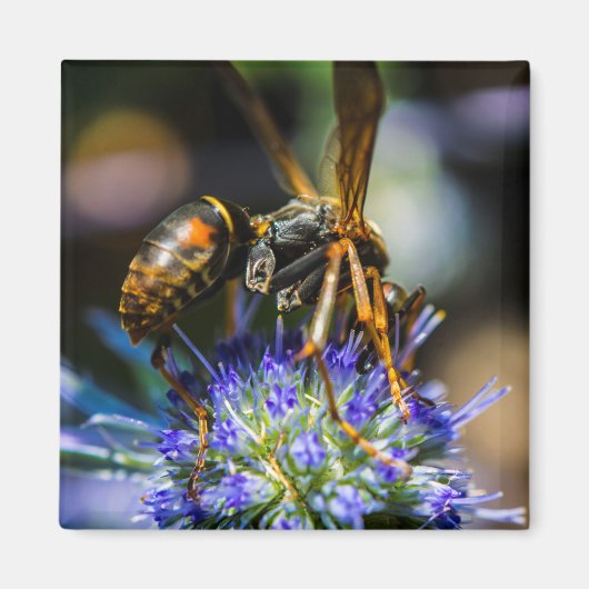 Bee Aware 2インチ角磁石 マグネット (正面)