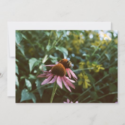 Bee & Coneflower Photo Reprint 招待状 (正面)