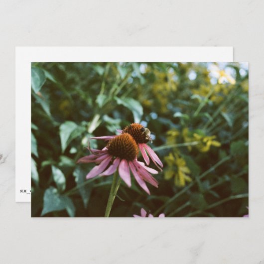 Bee & Coneflower Photo Reprint 招待状 (正面/裏面)