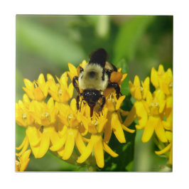 Bee Feasting on Butterfly Weed Wildflowers タイル