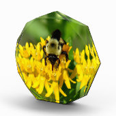 Bee Feasting on Butterfly Weed Wildflowers フォトブロック (右)