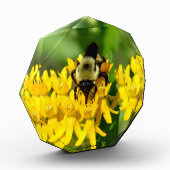 Bee Feasting on Butterfly Weed Wildflowers フォトブロック (左)