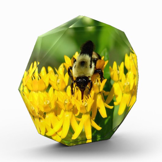 Bee Feasting on Butterfly Weed Wildflowers フォトブロック (左)