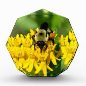 Bee Feasting on Butterfly Weed Wildflowers フォトブロック (正面)