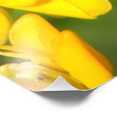 Bee Feasting on Butterfly Weed Wildflowers フォトプリント (角)