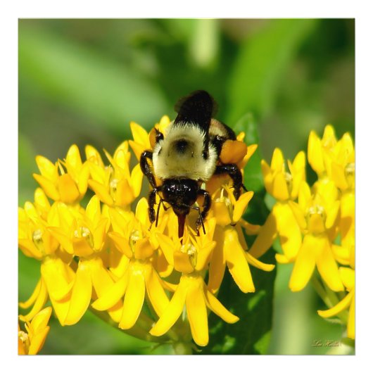 Bee Feasting on Butterfly Weed Wildflowers フォトプリント (正面)