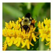 Bee Feasting on Butterfly Weed Wildflowers ポスター (正面)