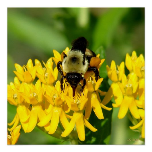 Bee Feasting on Butterfly Weed Wildflowers ポスター (正面)