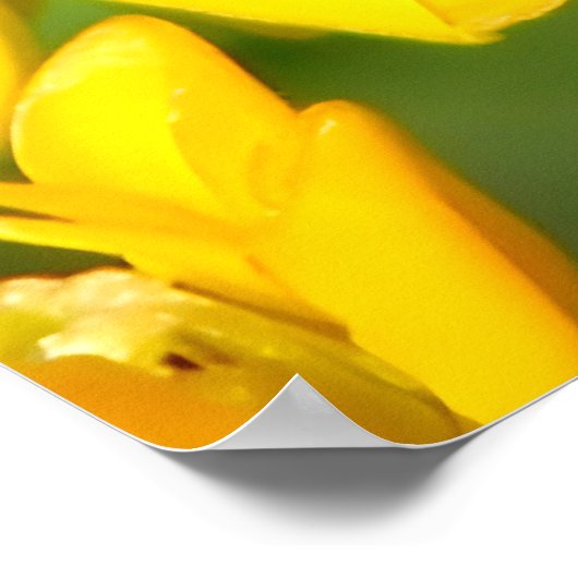 Bee Feasting on Butterfly Weed Wildflowers ポスター (角)