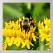 Bee Feasting on Butterfly Weed Wildflowers ポスター (正面)