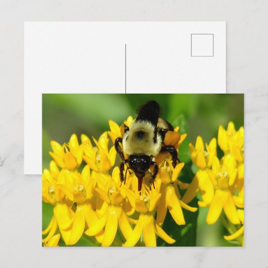Bee Feasting on Butterfly Weed Wildflowers ポストカード (正面/裏面)