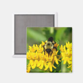 Bee Feasting on Butterfly Weed Wildflowers マグネット (正面/裏面)