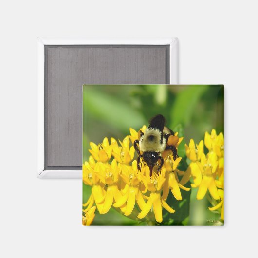 Bee Feasting on Butterfly Weed Wildflowers マグネット (正面/裏面)