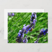 Bee foraging on lavender in the Drôme provencale  シーズンポストカード (正面/裏面)