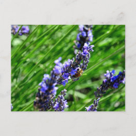 Bee foraging on lavender in the Drôme provencale  シーズンポストカード