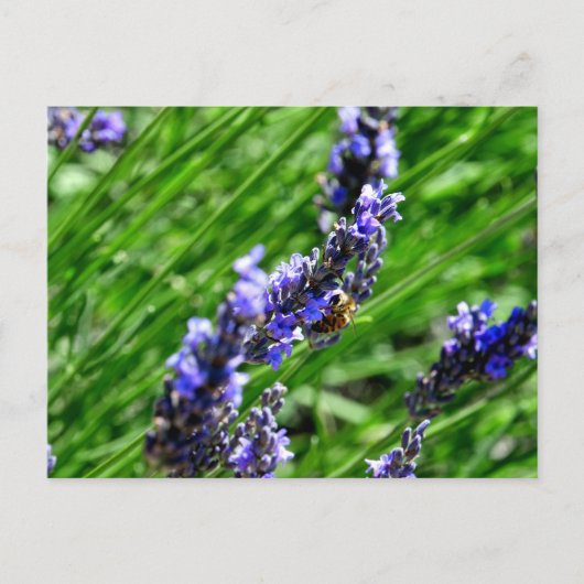 Bee foraging on lavender in the Drôme provencale  シーズンポストカード (正面)