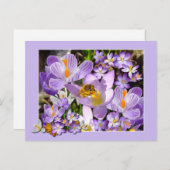 Bee Gathering Nectar from Crocus flowersはがき ポストカード (正面/裏面)