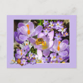 Bee Gathering Nectar from Crocus flowersはがき ポストカード (正面)