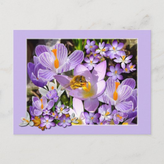 Bee Gathering Nectar from Crocus flowersはがき ポストカード (正面)
