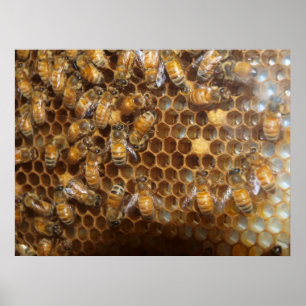 Bee Hive ポスター